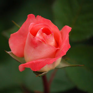 Meet your Posher, Linda